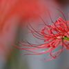 red spider lily