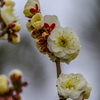 Spring Awakening