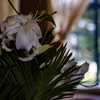 lily