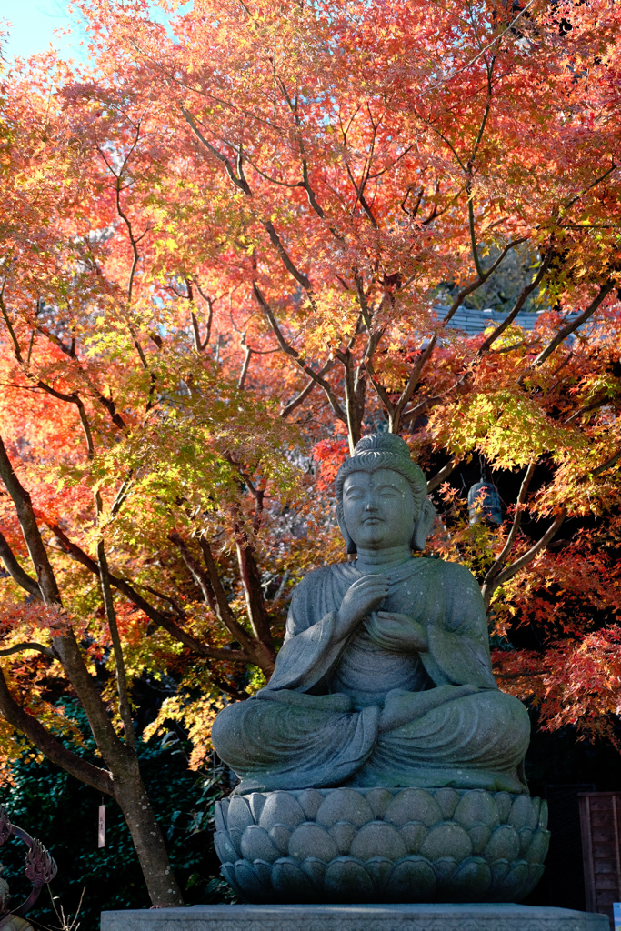 紅葉を羽織る