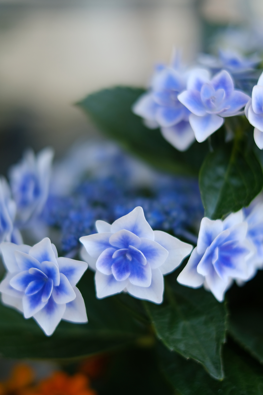 double‐petaled