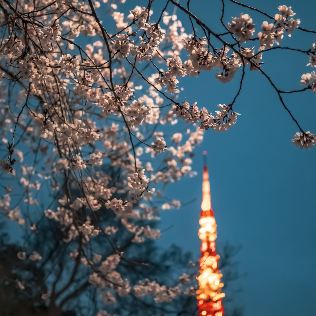 夜桜 III