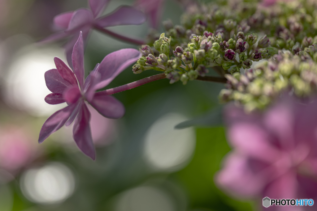hydrangea