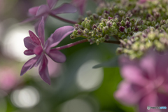 hydrangea