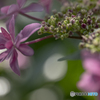 hydrangea