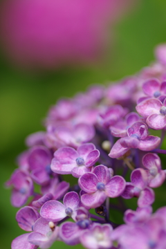 渦紫陽花