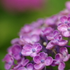 渦紫陽花
