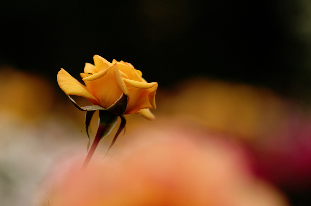ROSE #1