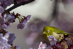 white eye ＜糸川桜まつり＞