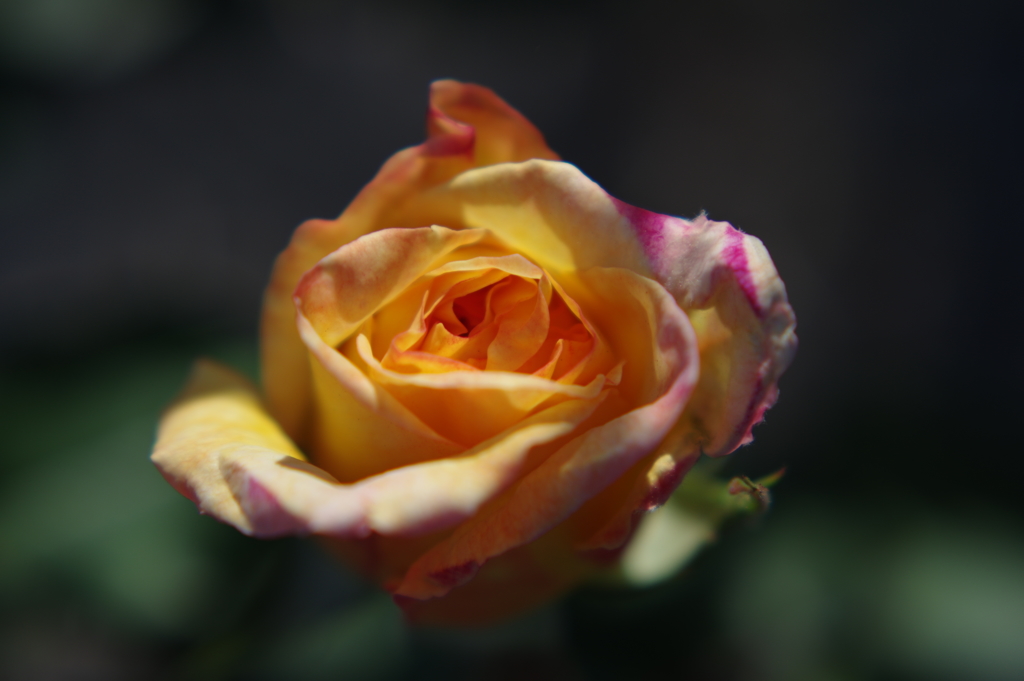 Rosy Dream #2