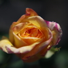 Rosy Dream #2
