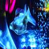 fish tank