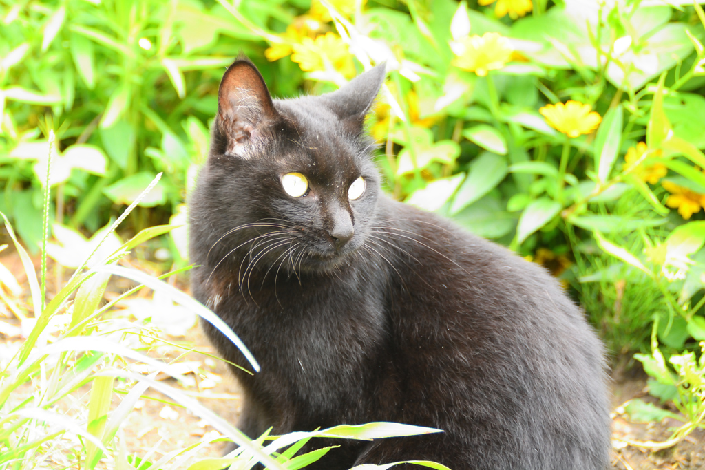 黒猫と花