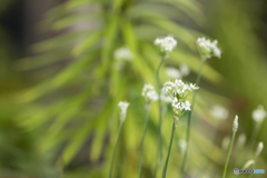 SIGMA 105mm F1.4 DG HSM 試写