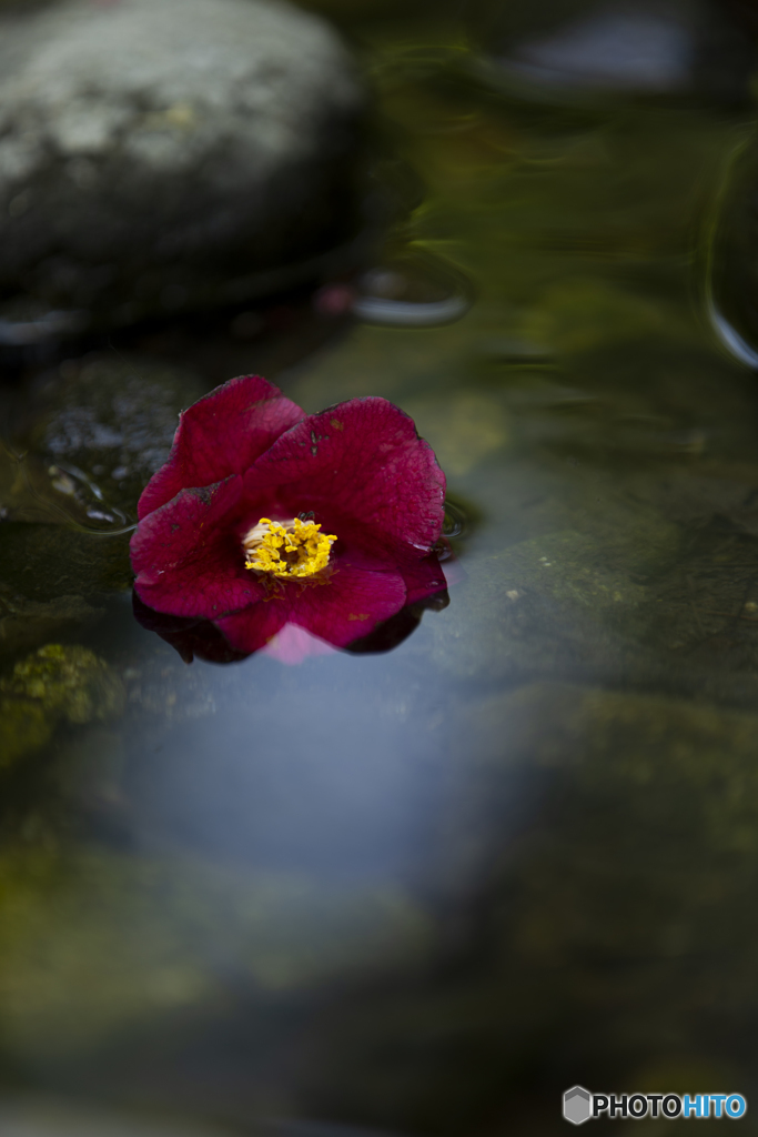 残花流微