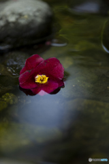 残花流微