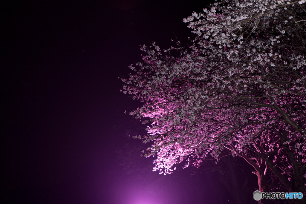 夜桜回廊