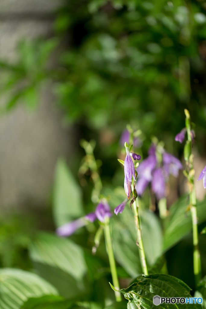 花攻め①