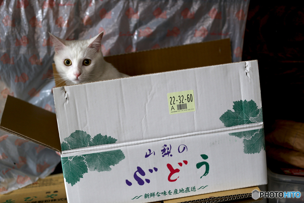 山梨のぶどう