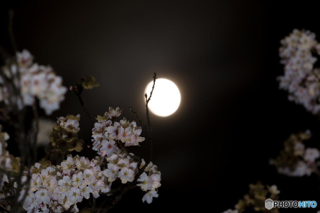 黄さし桜