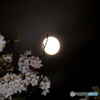 黄さし桜