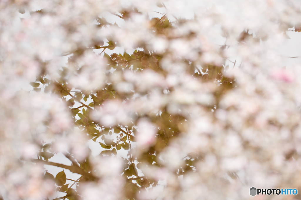 場所は違っても桜は桜