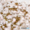 場所は違っても桜は桜