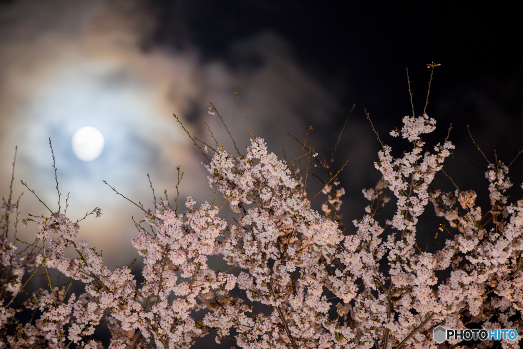 月と桜