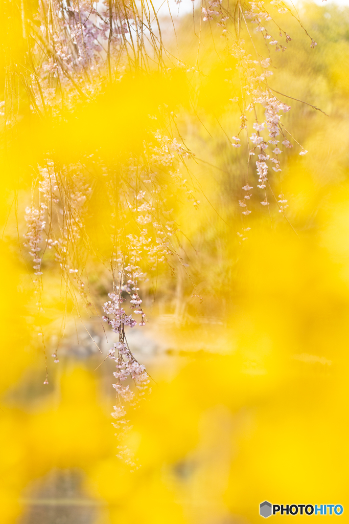 黄霞朧桜