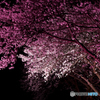 夜桜