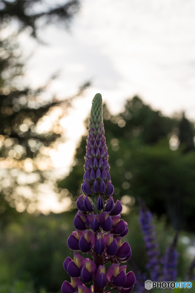 twilight flower