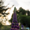 twilight flower