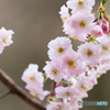 桜花
