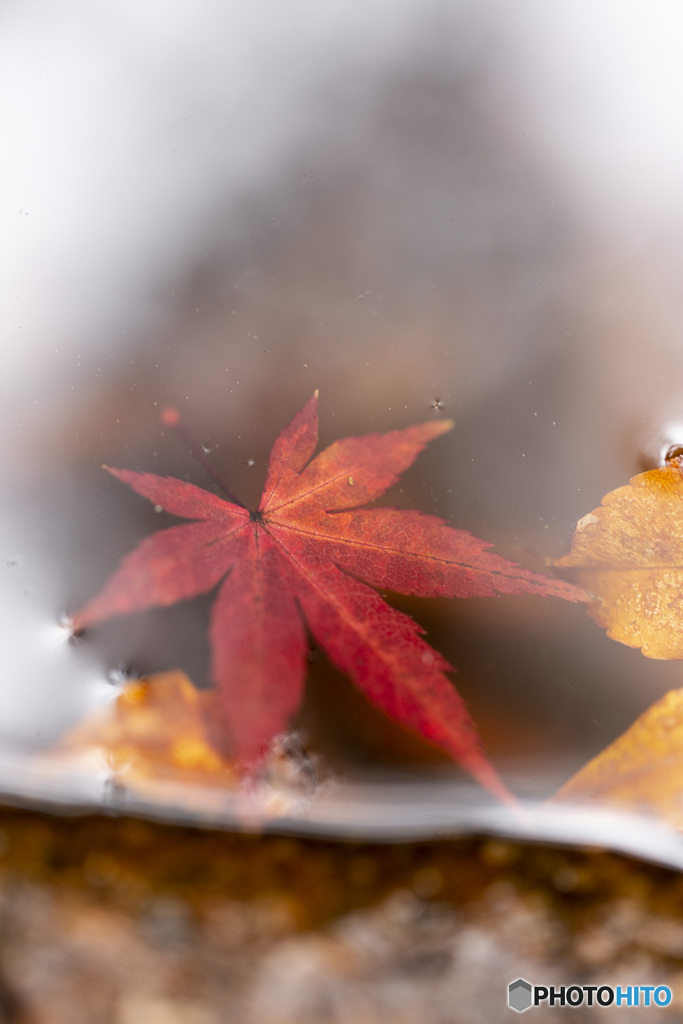 紅一点