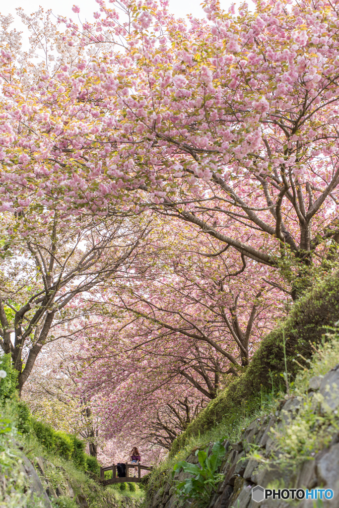 桜花隧道