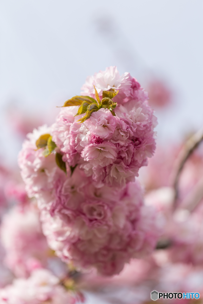 ナマコ桜