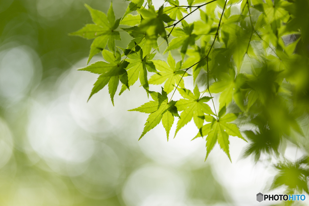 SIGMA 105mm F1.4 DG HSM 試写