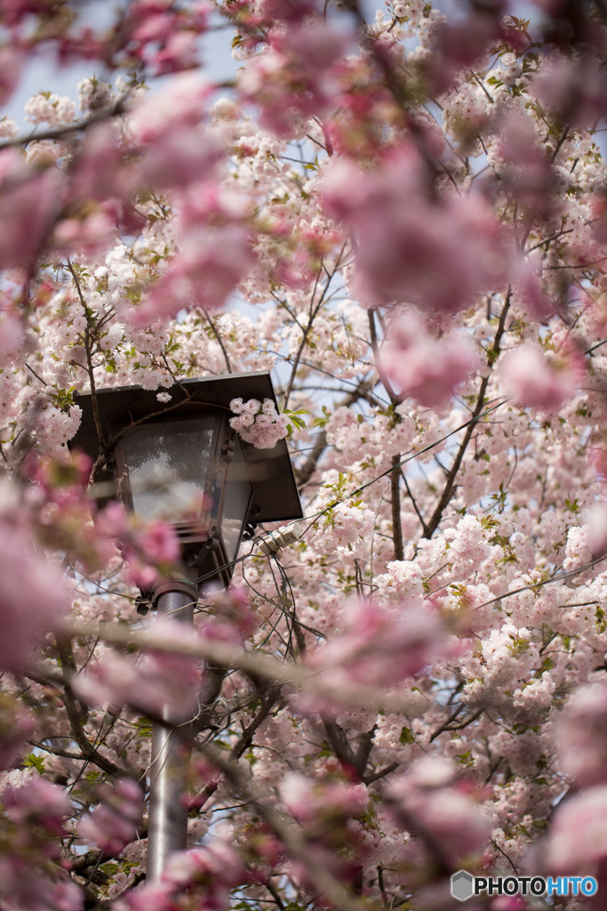 渦巻く桜花