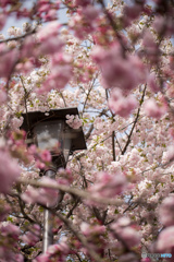 渦巻く桜花