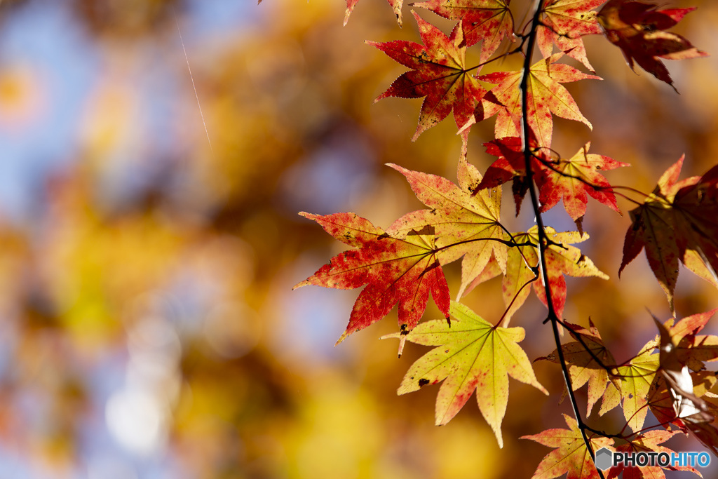 霧降高原の紅葉