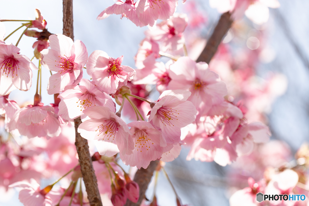 思川桜