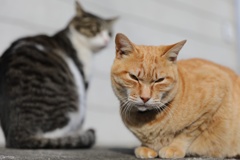 江ノ島の猫2017