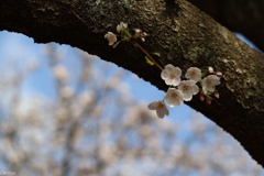 眩桜３