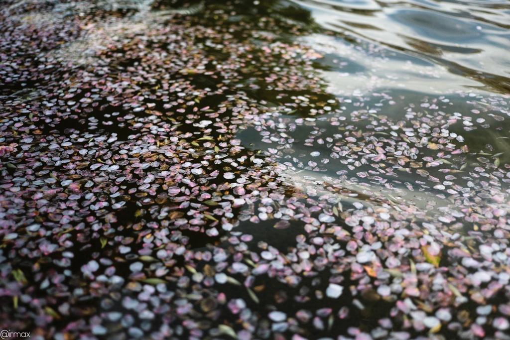 波桜