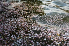 波桜