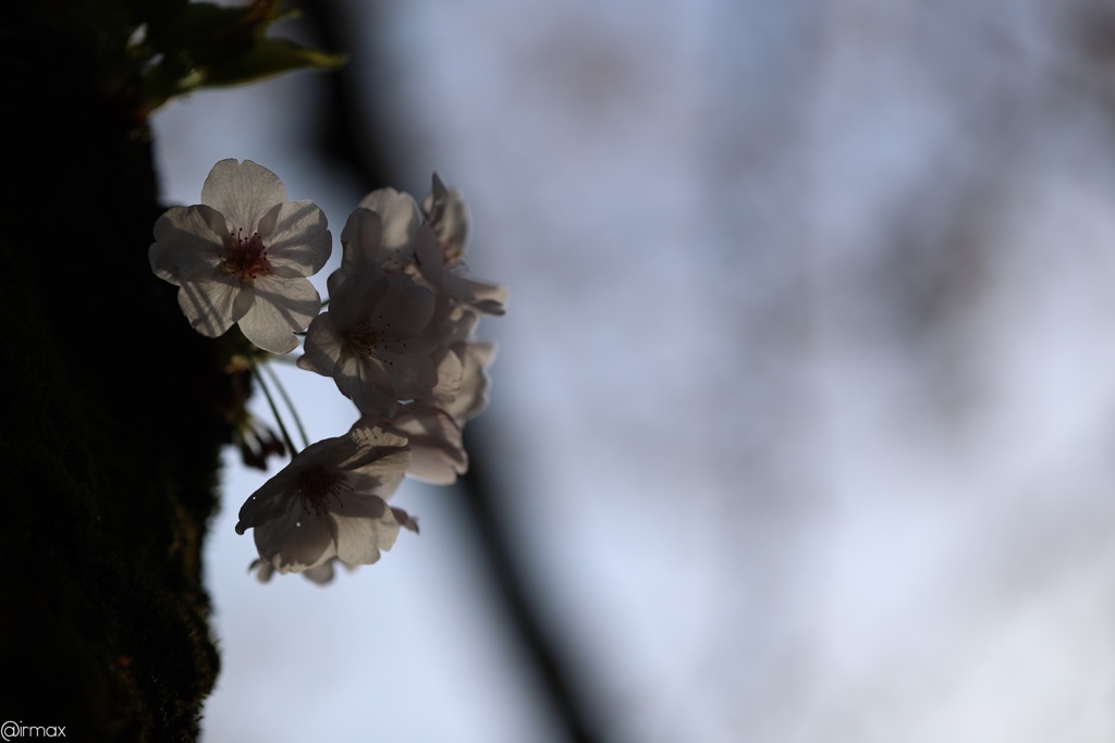 眩桜５