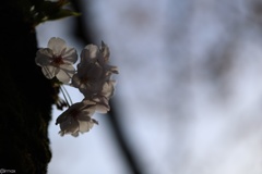 眩桜５