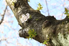 眩桜２
