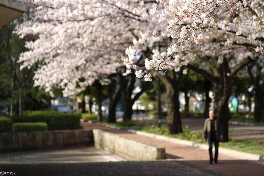 桜佇