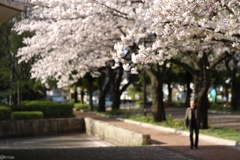 桜佇